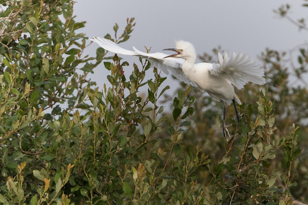 Kleine zilverreiger - Egretta garzetta 