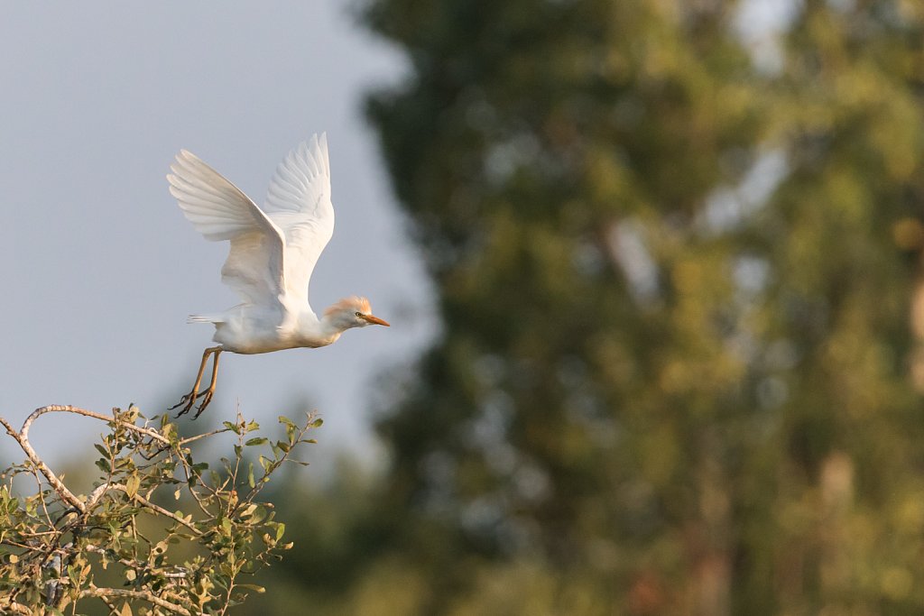 Koereiger - Bubulcus ibis