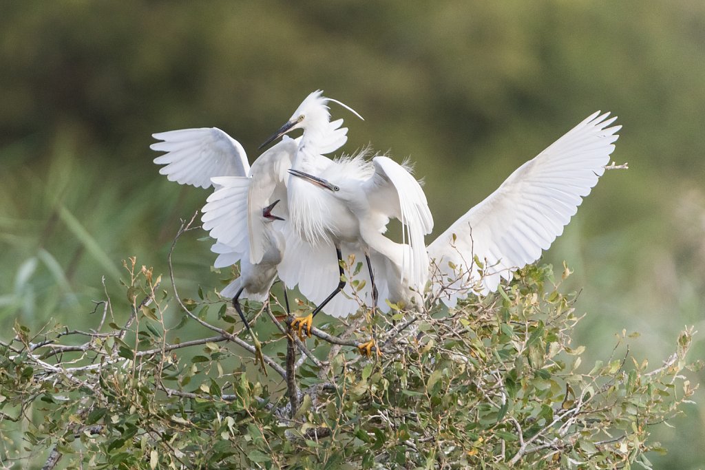 Kleine zilverreiger - Egretta garzetta