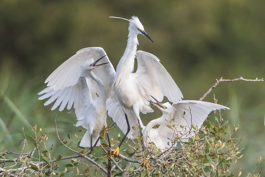 Kleine zilverreiger - Egretta garzetta