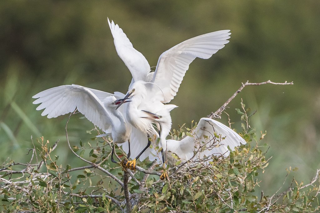 Kleine zilverreiger - Egretta garzetta