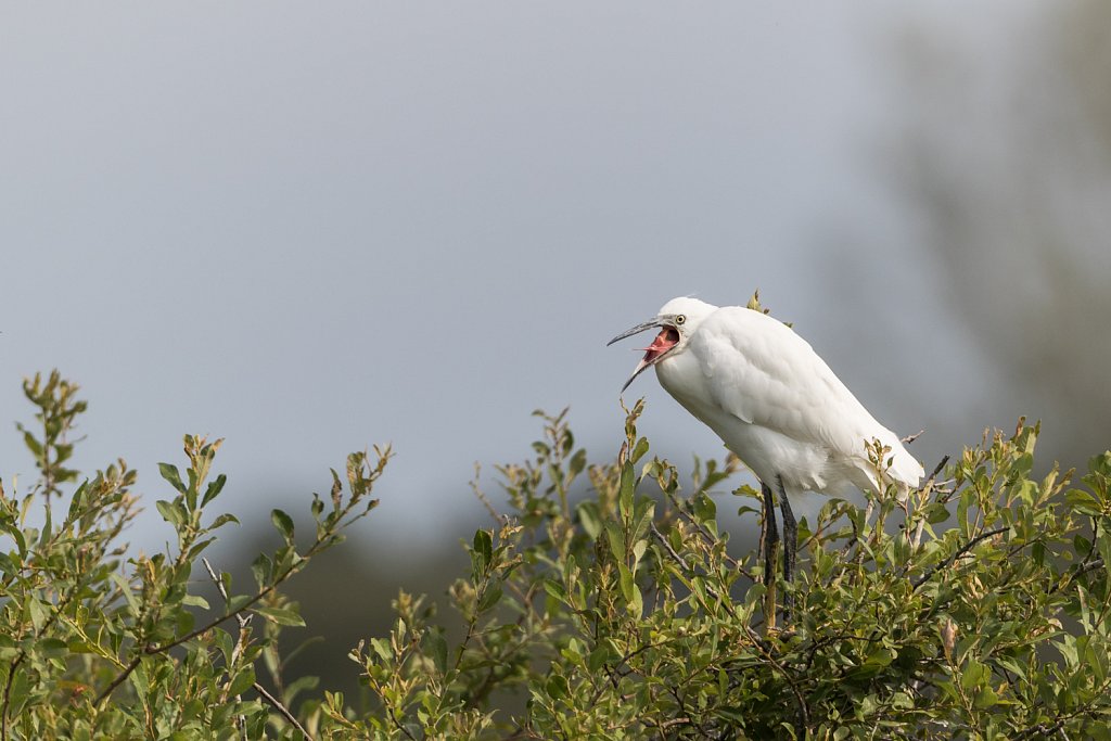 Kleine zilverreiger - Egretta garzetta