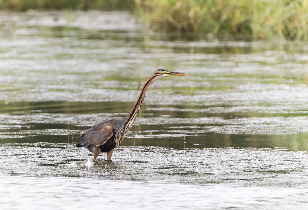 Purperreiger-Ardea-purpurea-28780.jpg