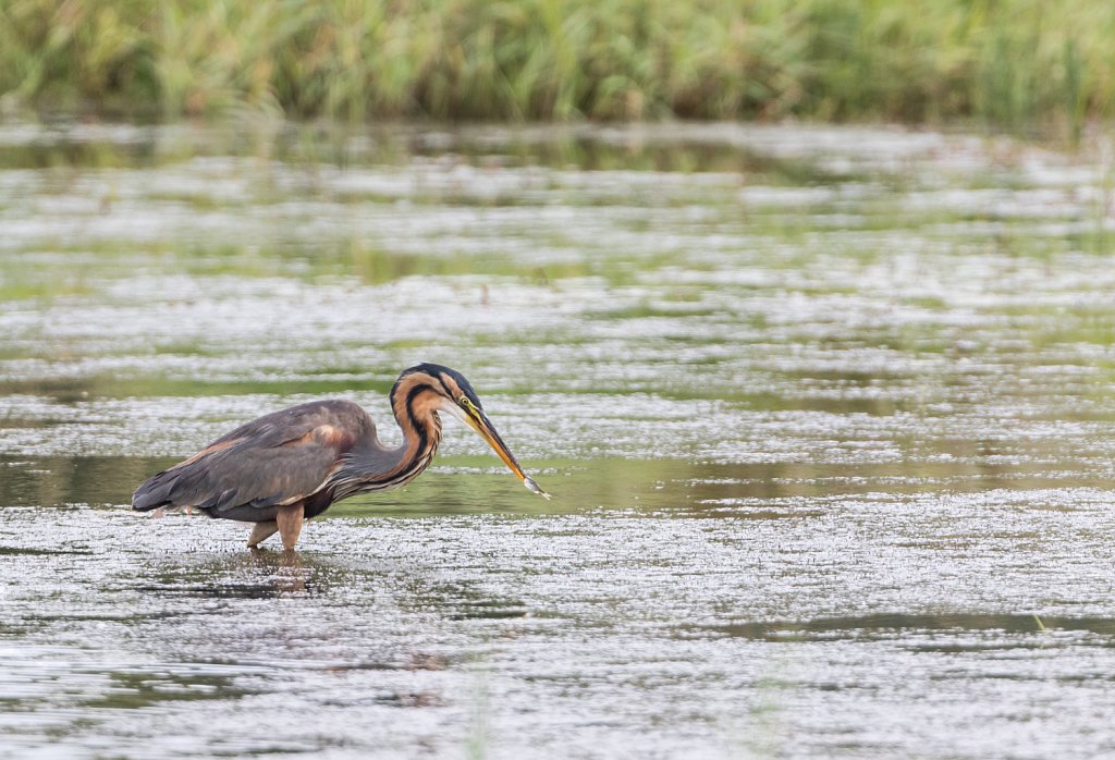 Purperreiger - Ardea purpurea