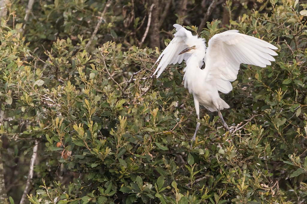 Kleine zilverreiger - Egretta garzetta  