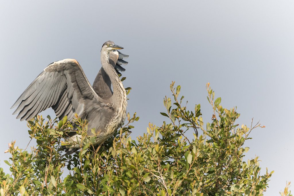 Blauwe reiger - Ardea cinerea