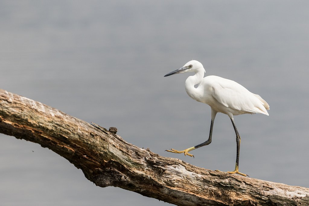 Kleine zilverreiger - Egretta garzetta