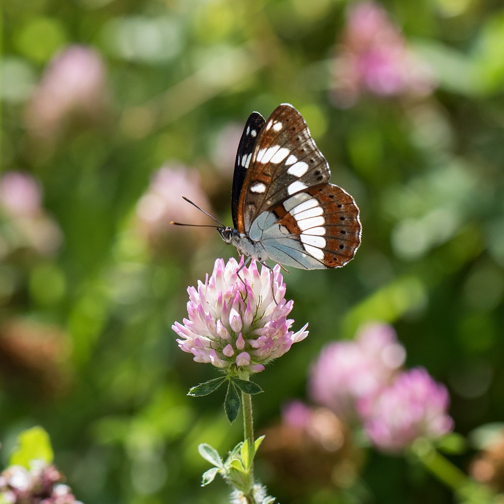 Blauwe ijsvogelvlinder - Limenitis camilla