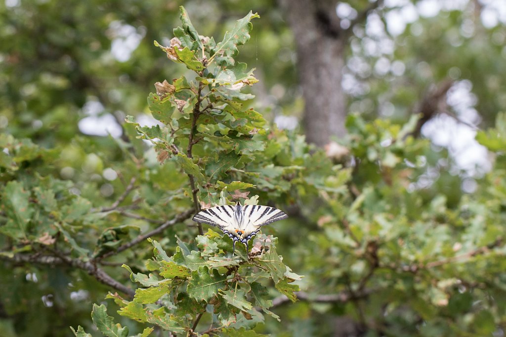 Koningspage-Iphiclides podalirius