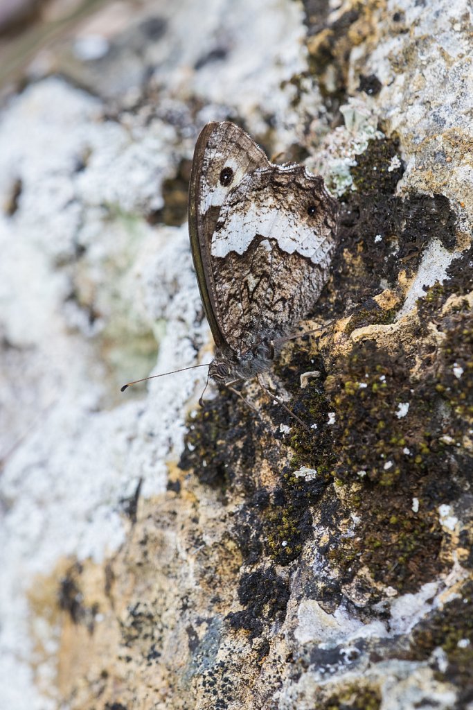 Grote boswachter_Hipparchia fagi