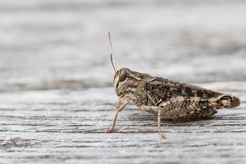 Roodvleugelsprinkhaan_Oedipoda germanica