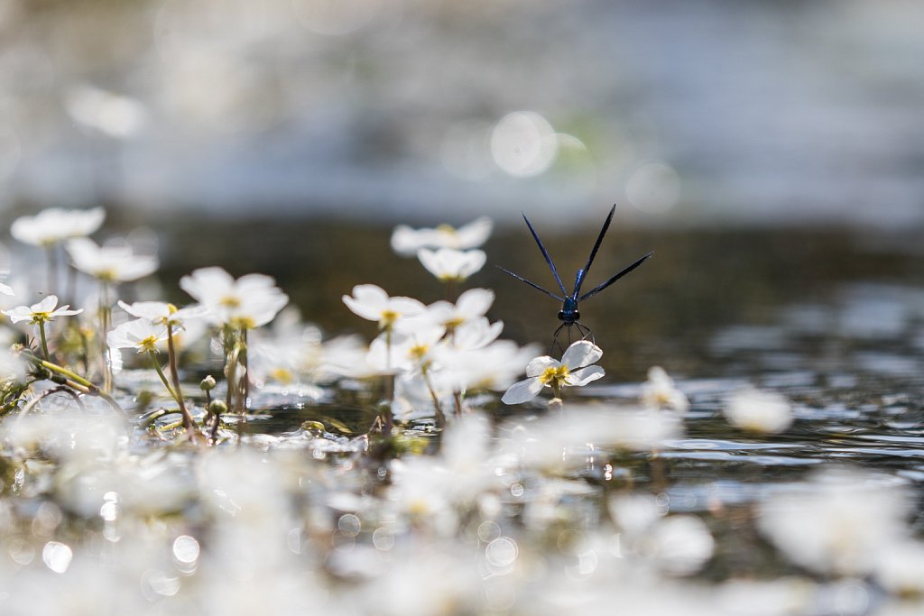 Weidebeekjuffer - Calopteryx splendens- Calopteryx splendens