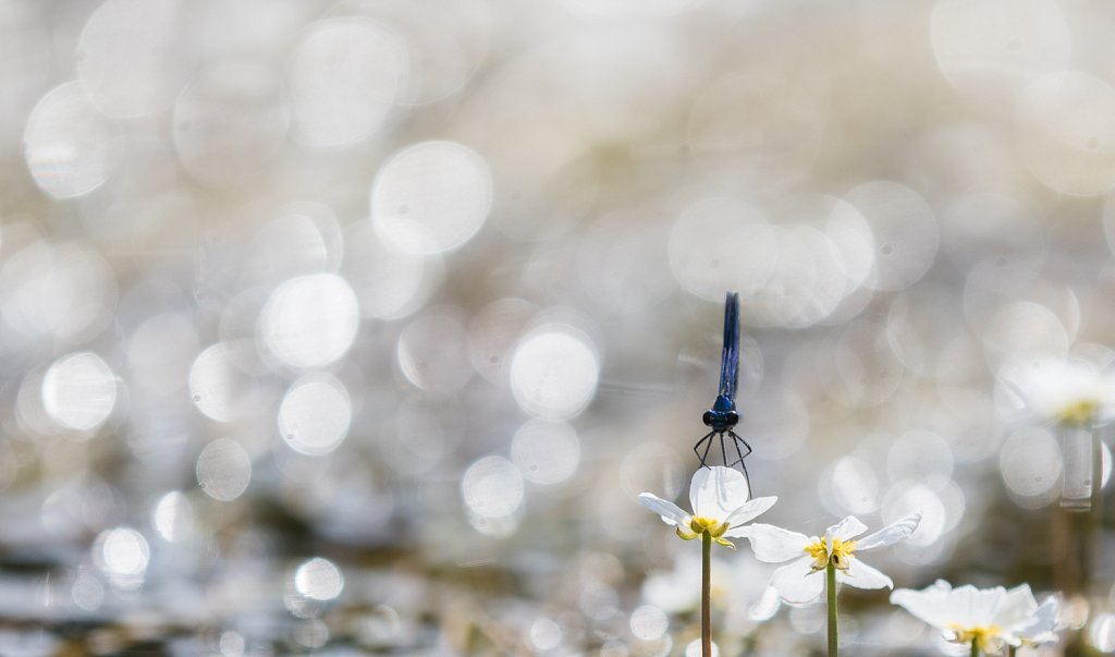 Weidebeekjuffer - Calopteryx splendens