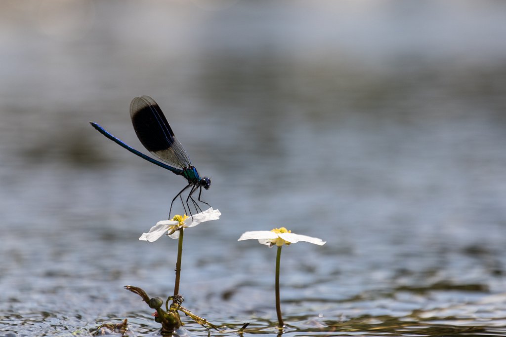 Weidebeekjuffer - Calopteryx splendens