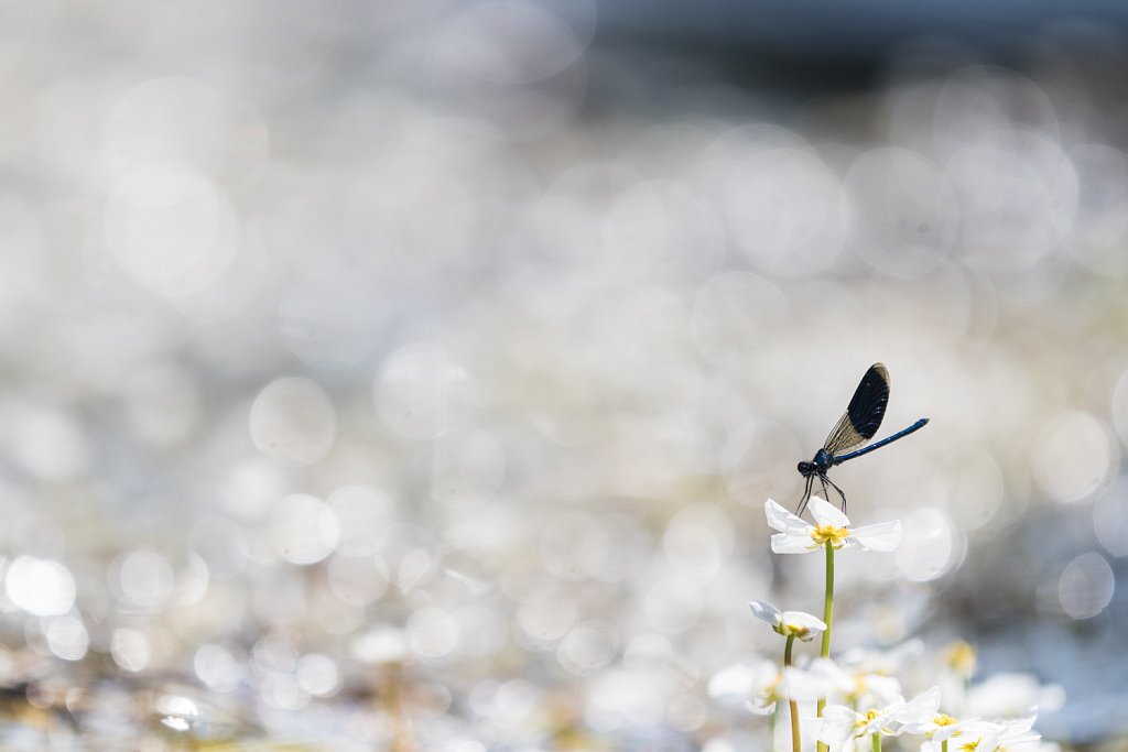 Weidebeekjuffer -  Calopteryx splendens