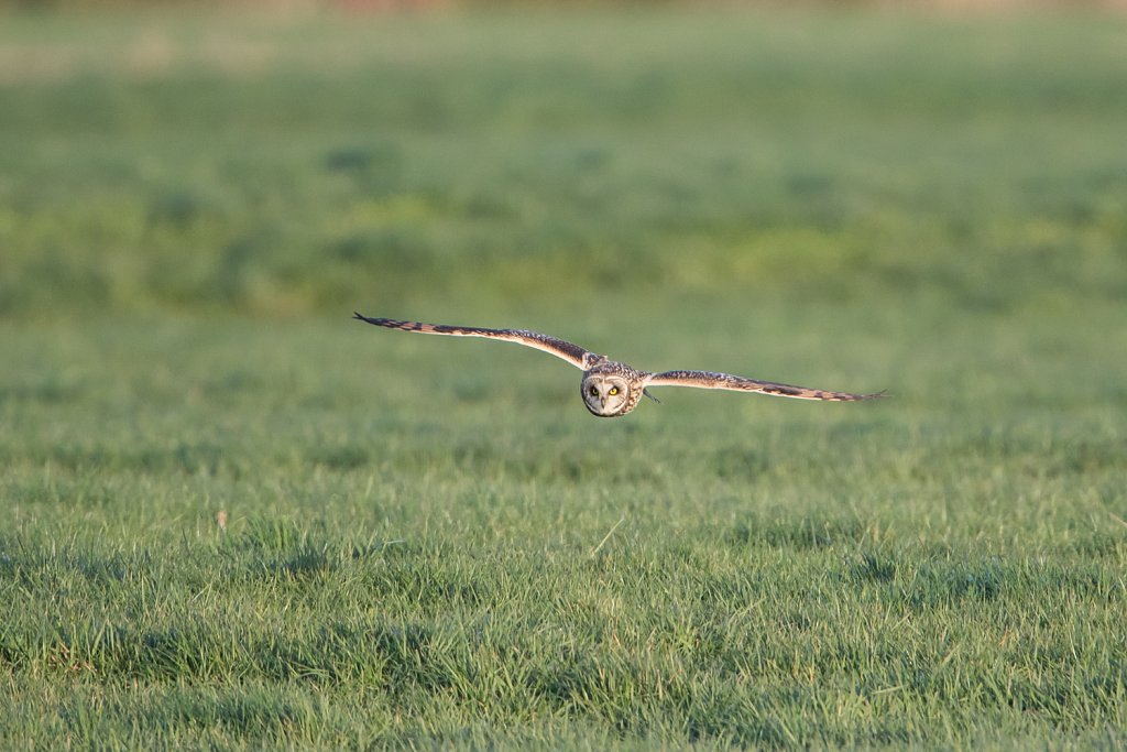 Uilen in de Westhoek