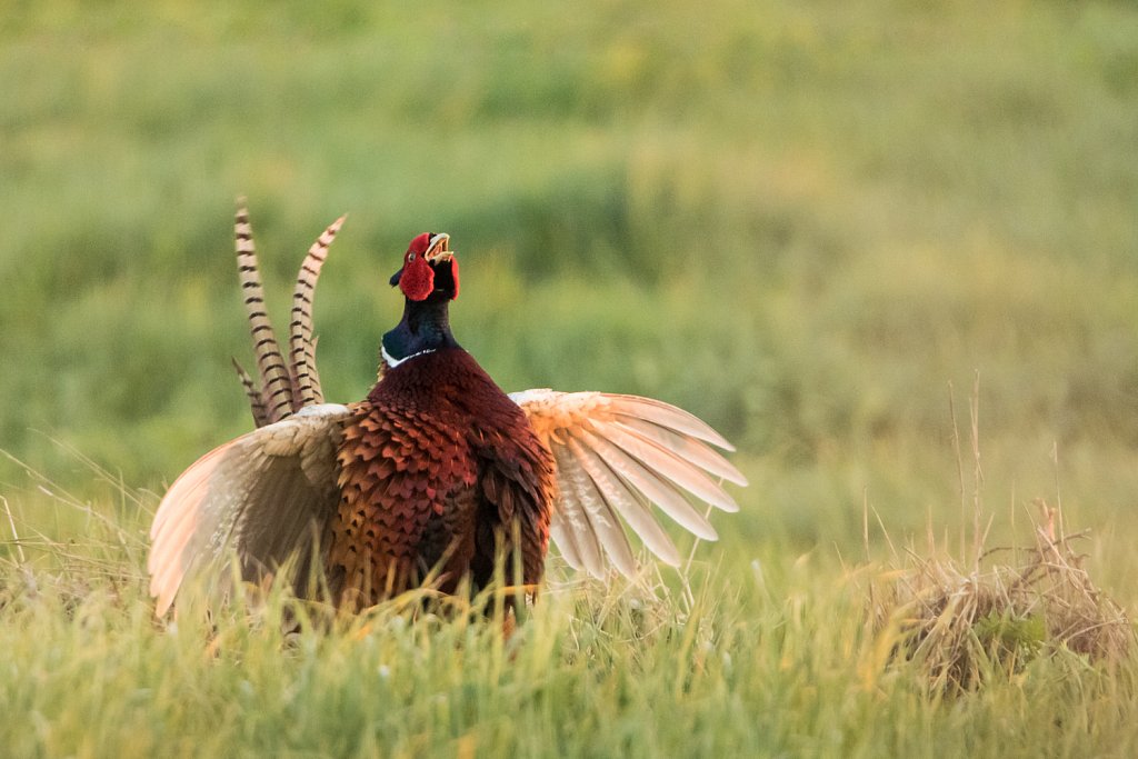 Fazant-Phasianus colchicus