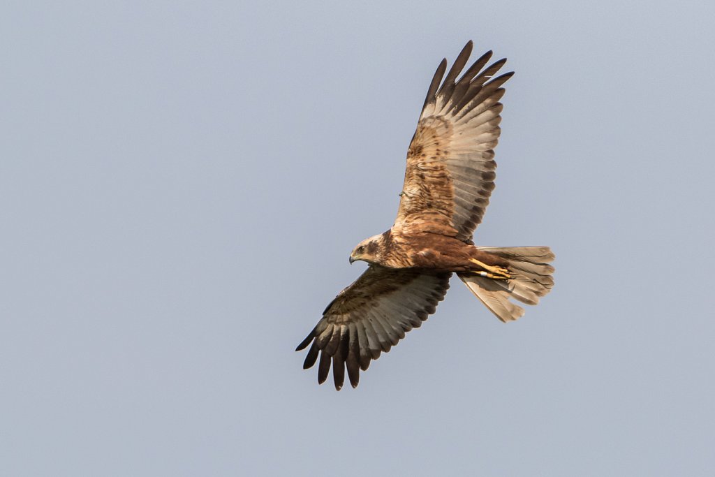 Bruine kiekendief_Circus aeruginosus