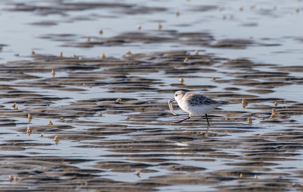 Drieteenstrandloper met zandspiering_Calidris Alba_Ammodytes tobianus.