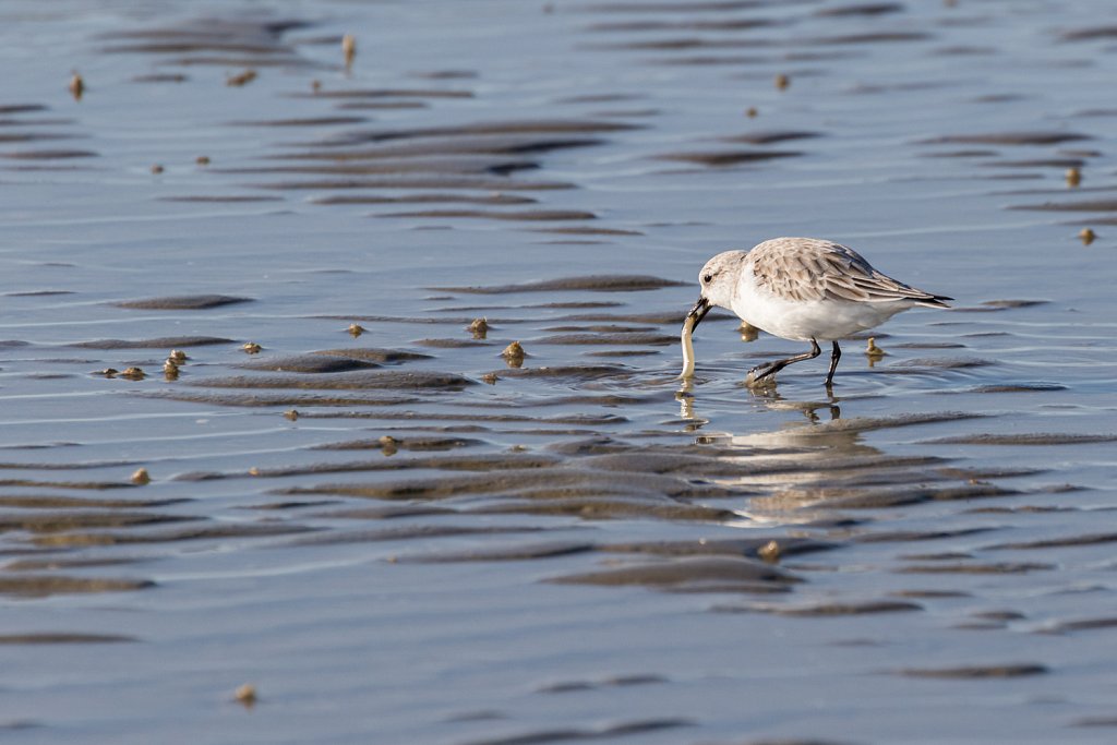 Drieteenstrandloper met zandspiering_Calidris alba_Ammodytes tobianus.