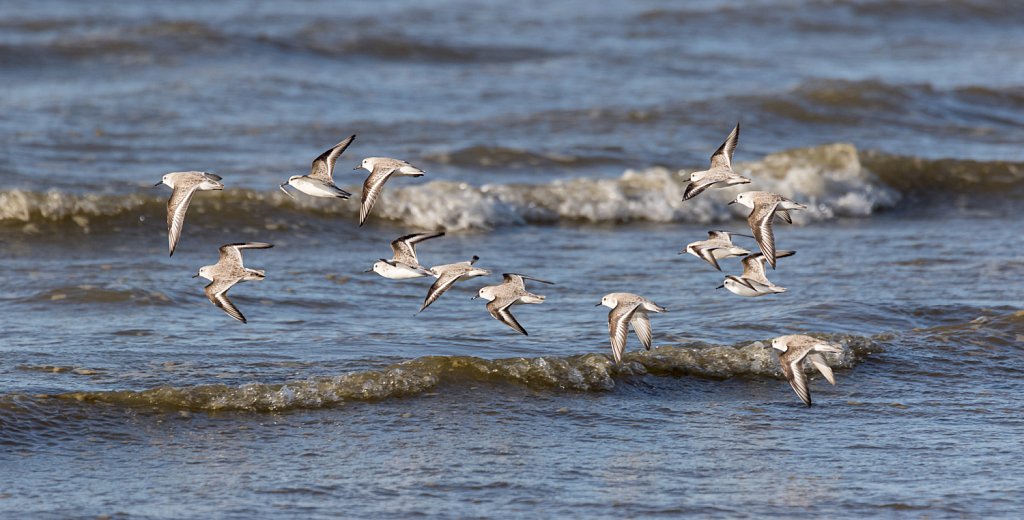 Drieteenstrandloper_Calidris alba