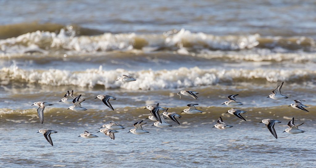 Drieteenstrandloper_Calidris alba