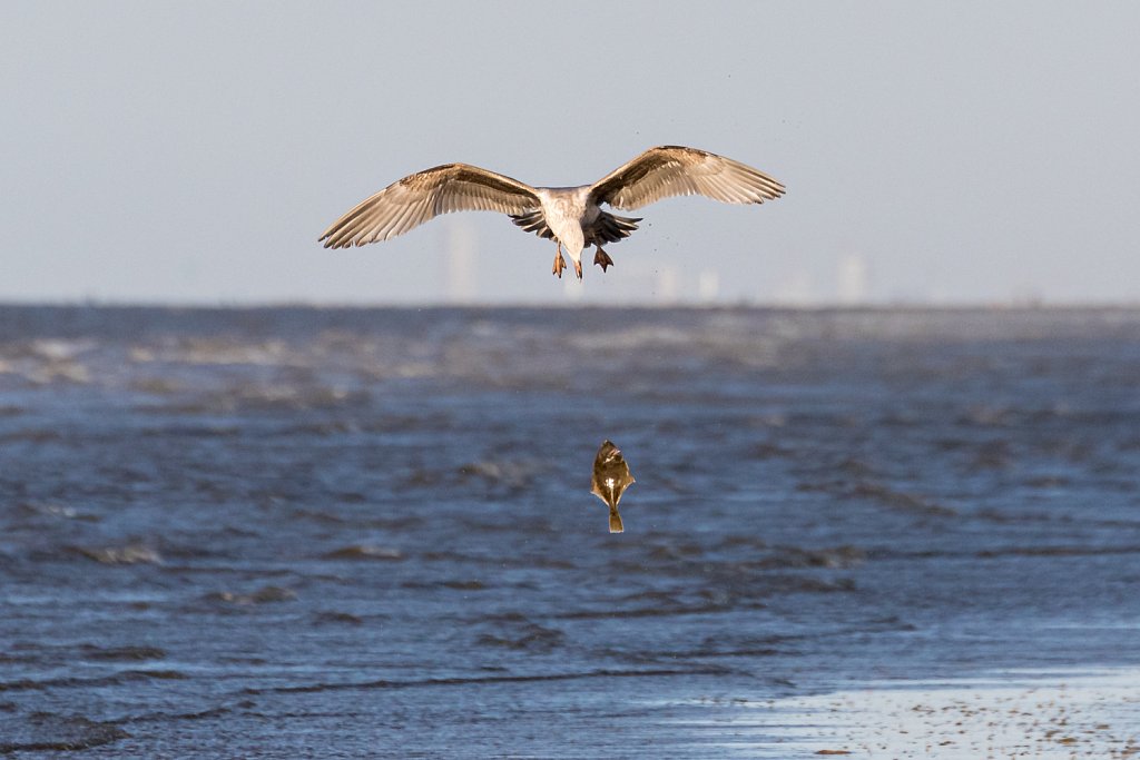 Zilvermeeuw (Larus argenteus) en Bot (Pleuronectes flesus)