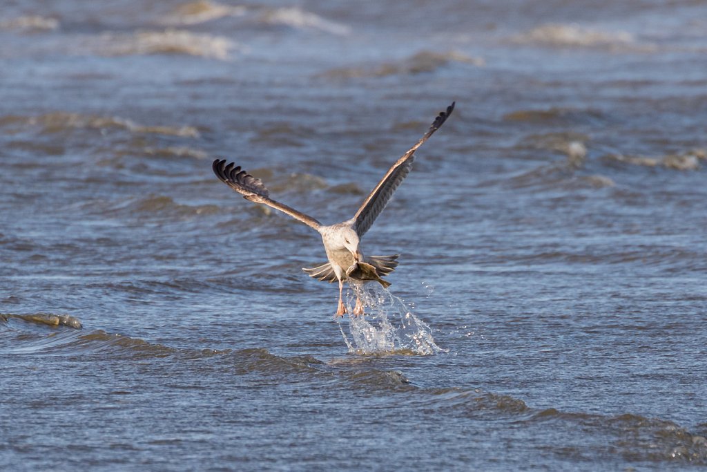 Zilvermeeuw ( Larus argenteus )