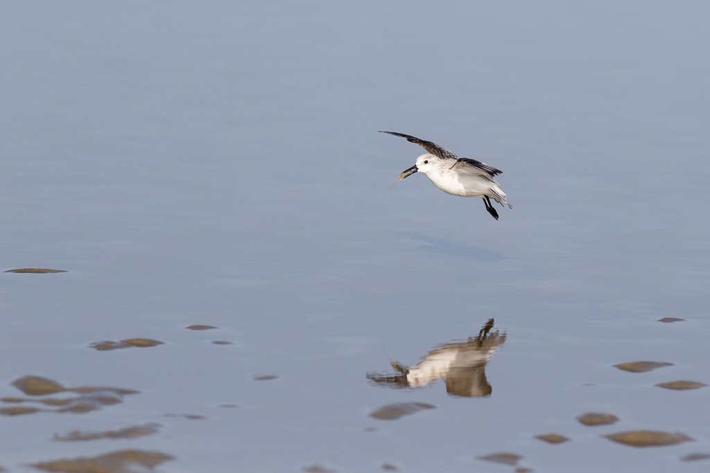 Drieteenstrandloper met garnaal_Calidris alba