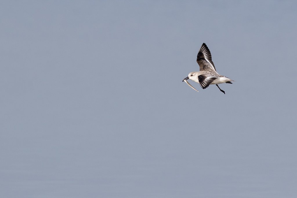 Drieteenstrandloper met spiering_Calidris alba