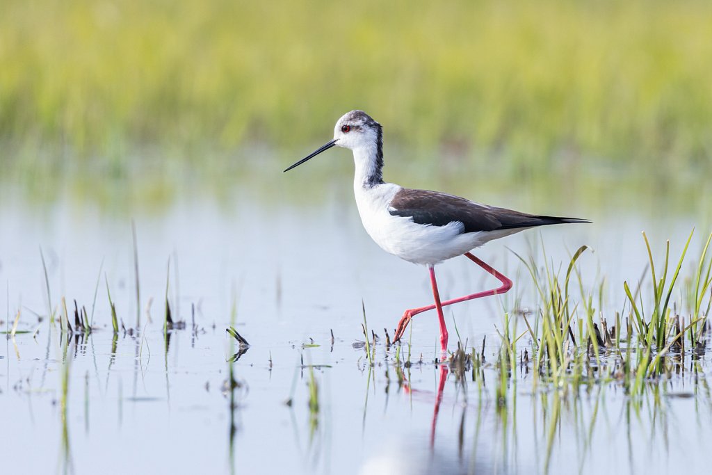 Steltkluut-Himantopus himantopus