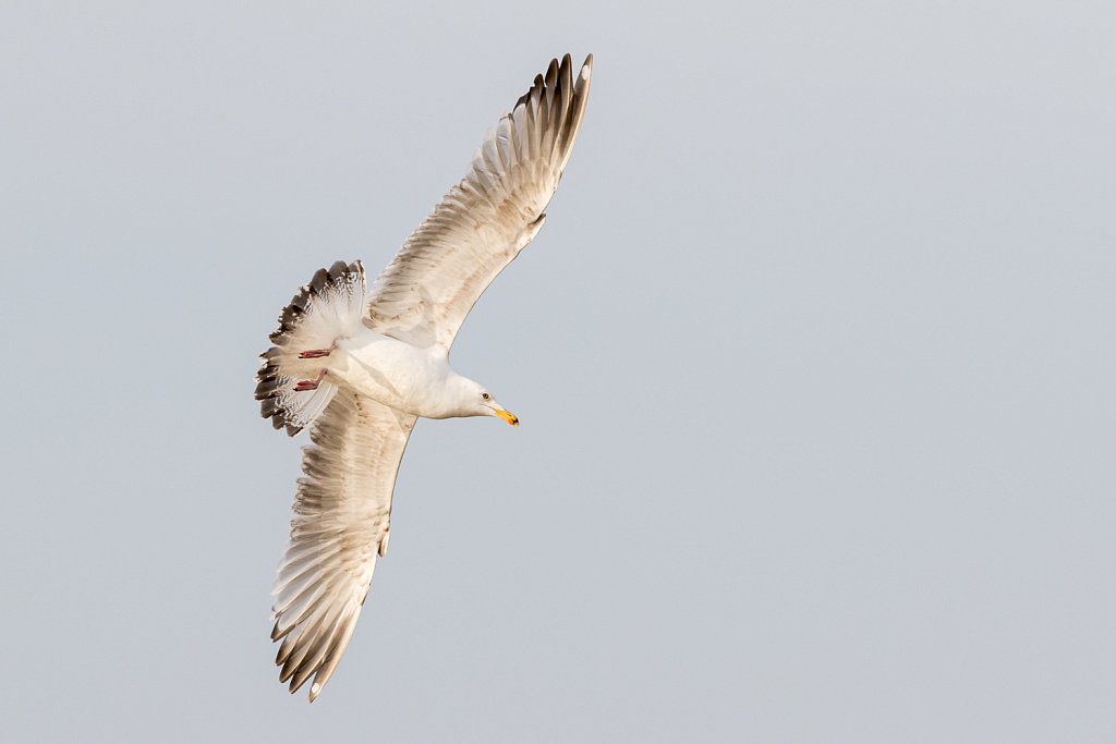 Zilvermeeuw_Larus argenteus