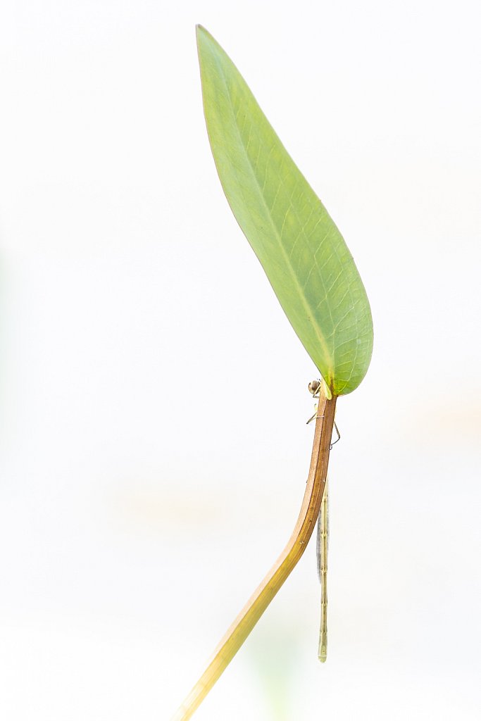 Houtpantserjuffer_Lestes viridis