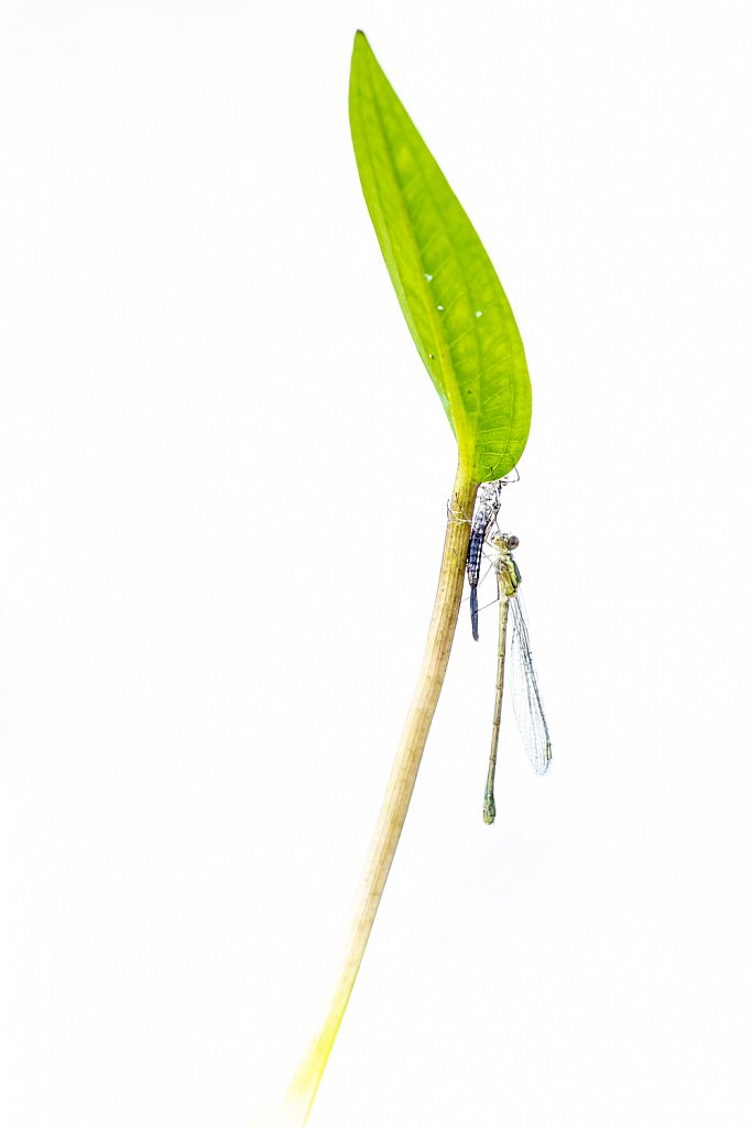 Houtpantserjuffer_Lestes viridis