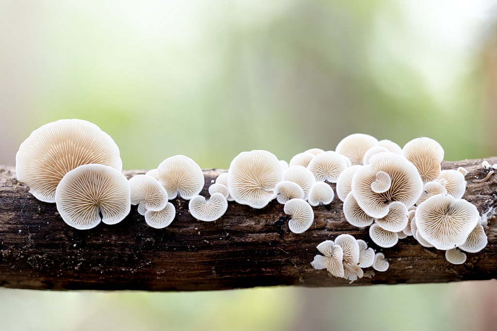 Crepidotus lundellii-Bleek oorzwammetje