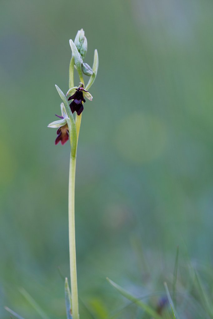 Vliegenorchis_Ophrys insectifera